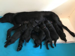 Puppy's Terrence & Happy 2,5 week